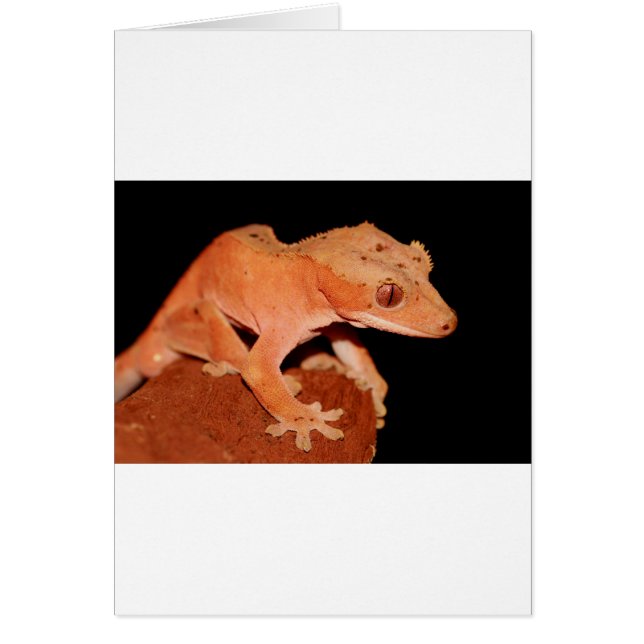 Gecko (Vorne)