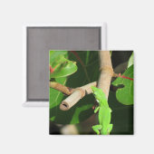 Gecko Chameleon Magnet (Vorderseite/Rückseite)