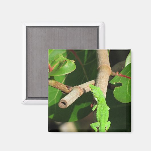 Gecko Chameleon Magnet (Vorderseite/Rückseite)