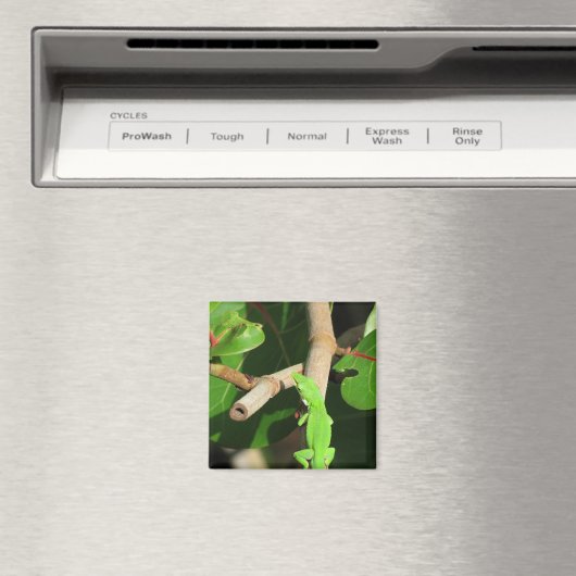 Gecko Chameleon Magnet (In Situ (Geschirrspüler))