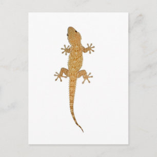 Gecko-Eidechse Postkarte