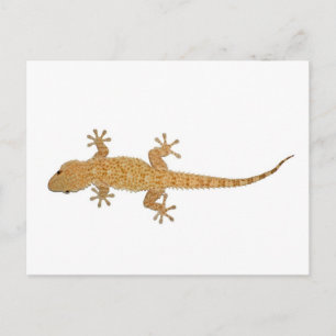 Gecko-Eidechse Postkarte