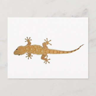 Gecko-Eidechse Postkarte