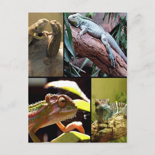 Gecko-Eidechsen und Chamäleons Postkarte (Vorderseite)