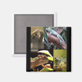 Gecko-Eidechsen und Chameleons Magnet (Vorderseite/Rückseite)