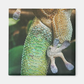 Gecko Feet Magnet (Vorne)