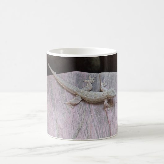 Gecko-Gebiet Kaffeetasse (Mittel)