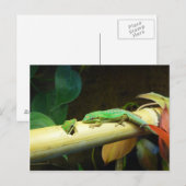 Gecko-Liebe-Postkarte Postkarte (Vorne/Hinten)
