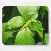 Gecko Mousepad (Vorne)