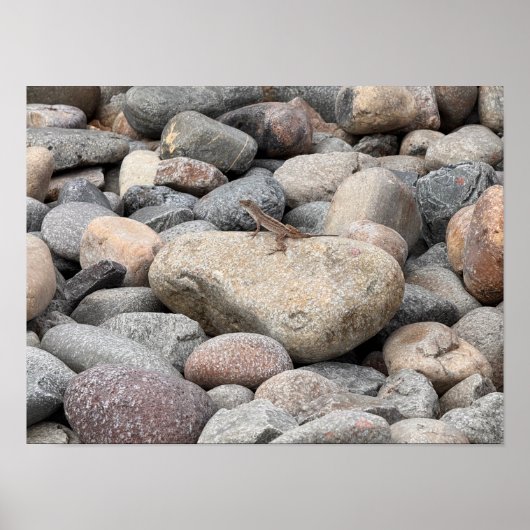 Gecko on the Rocks bitte Poster (Vorne)