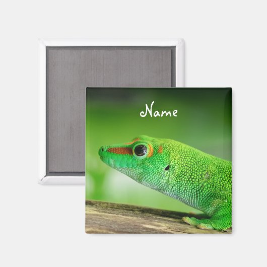 Gecko - Phelsuma grandis Magnet (Vorderseite/Rückseite)