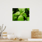 Gecko Poster (Küche)