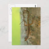 Gecko Postkarte (Vorne/Hinten)