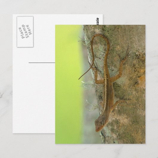 Gecko Postkarte (Vorne/Hinten)