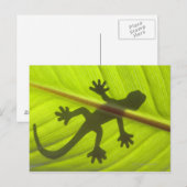 Gecko Postkarte (Vorne/Hinten)