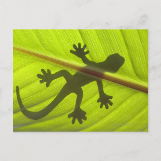 Gecko Postkarte (Vorderseite)