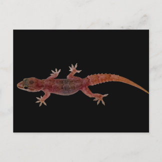 Gecko Postkarte