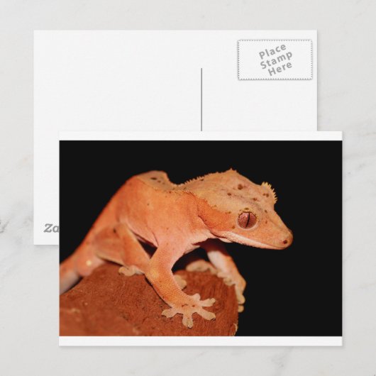 Gecko Postkarte (Vorne/Hinten)