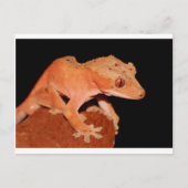 Gecko Postkarte (Vorderseite)