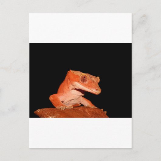 Gecko Postkarte (Vorderseite)
