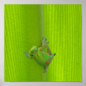 Gecko Print Poster (Vorne)