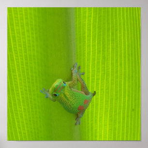 Gecko Print Poster