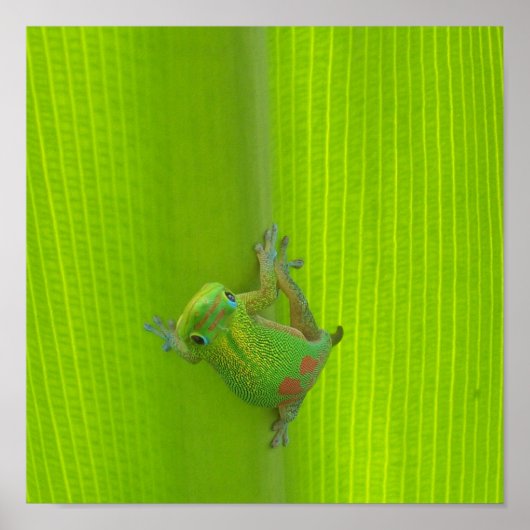 Gecko Print Poster (Vorne)