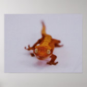 Gecko-Schließung Poster (Vorne)