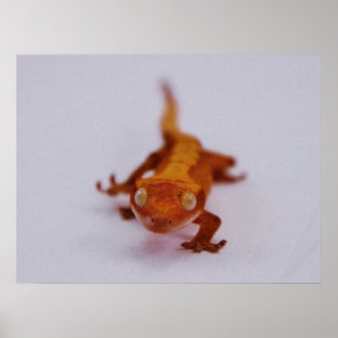 Gecko-Schließung Poster