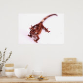 Gecko-Schöpfer Poster (Küche)
