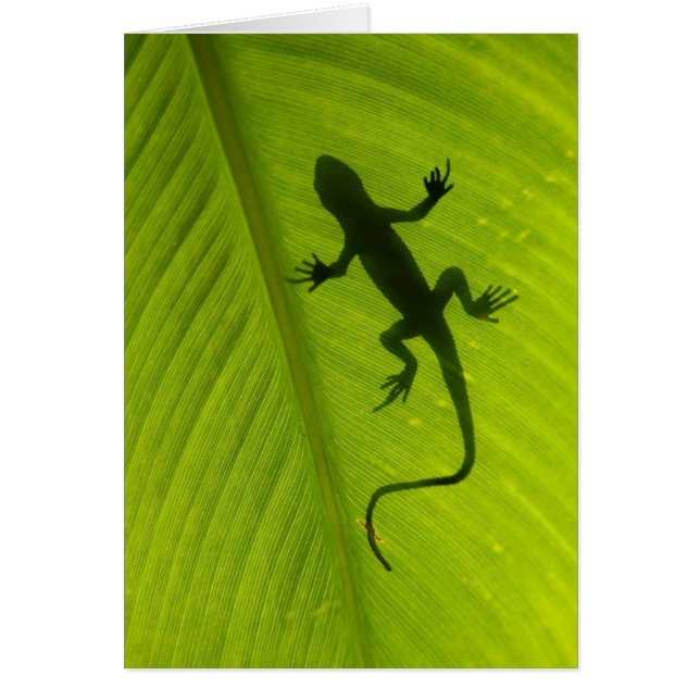 Gecko-Silhouette (Vorne)