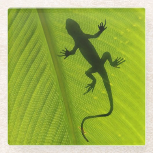 Gecko-Silhouette Glasuntersetzer (Vorderseite)