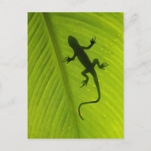 Gecko Silhouette Postkarte