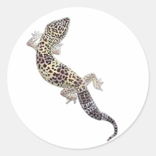 Gecko Stickers 01