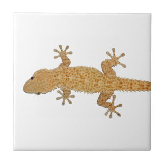 Geckoeidechse Fliese