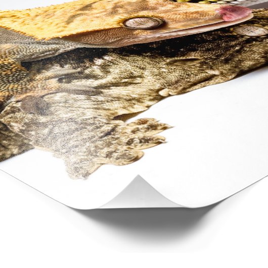 Geckos Fotodruck (Ecke)
