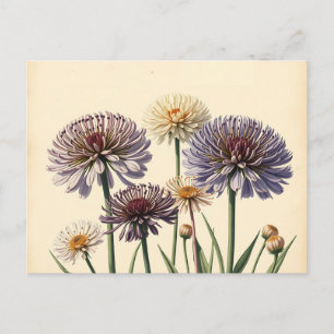 Gedämpfte Allium-Blumen auf gealtertem Papier Postkarte