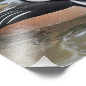 Gedruckte Merganser Fotografie (Ecke)