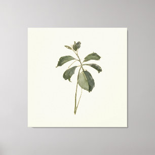 Gedrücktes Pflanzenexemplar Vintage-Papier Botanic Leinwanddruck