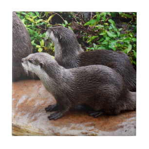 **"Geduld am Wasser: Zwei kleine graue Otters Fliese