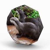 **"Geduld am Wasser: Zwei kleine graue Otters Fotoblock (Rechts)