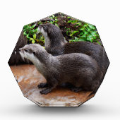 **"Geduld am Wasser: Zwei kleine graue Otters Fotoblock (Vorderseite)