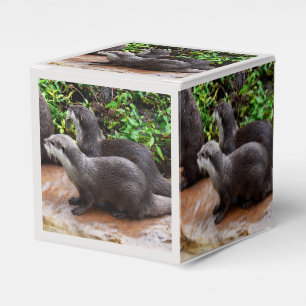 **"Geduld am Wasser: Zwei kleine graue Otters Geschenkschachtel