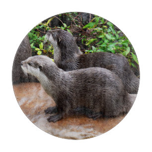 **"Geduld am Wasser: Zwei kleine graue Otters Schneidebrett