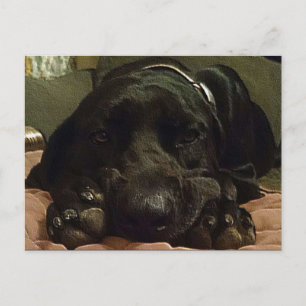 geduldig Gewartet Postkarte