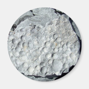 Geer Straßen-Fossilien Magnet