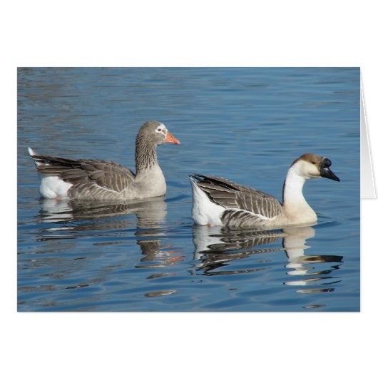 Geese at the Park (Vorderseite (Horizontal))