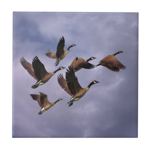 GEESE  FLIESE (Vorderseite)