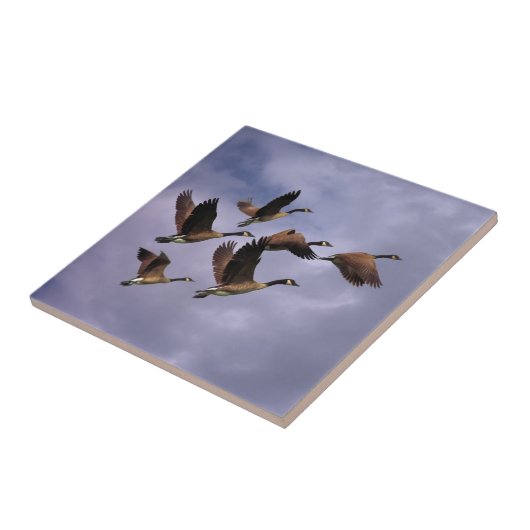 GEESE  FLIESE (Seite)