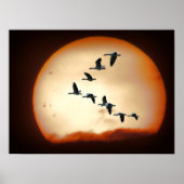 GEESE IN FLIGHT POSTER (Vorne)